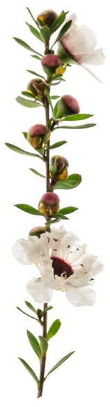 Blüten der Südseemyrte (Manuka)